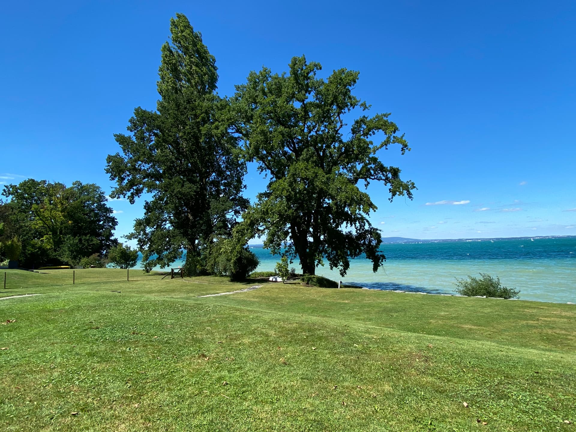 Grosse Baumgruppe auf der Rasenfläche am Bodensee